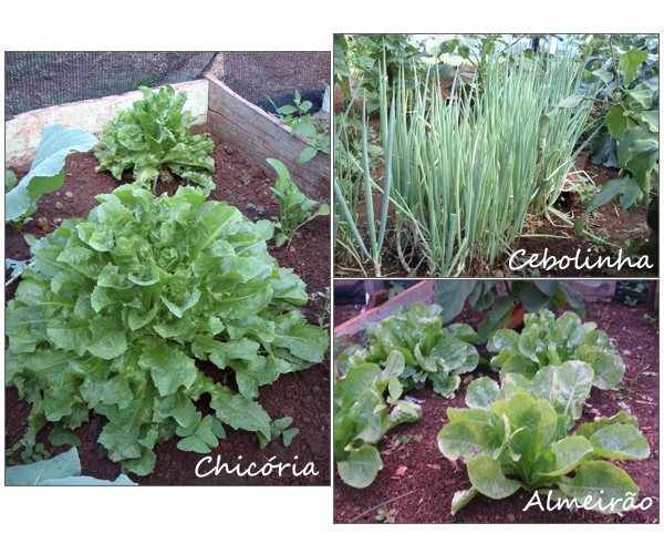HORTA2
