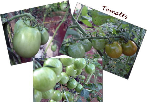 HORTA5